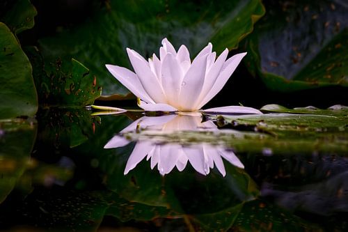 Witte Waterlelie Reflectie II