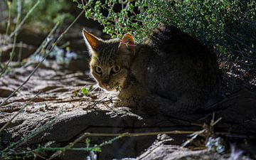 African wildcat at night by Lennart Verheuvel