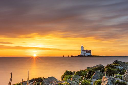 Pferd von Marken Morgenlatte