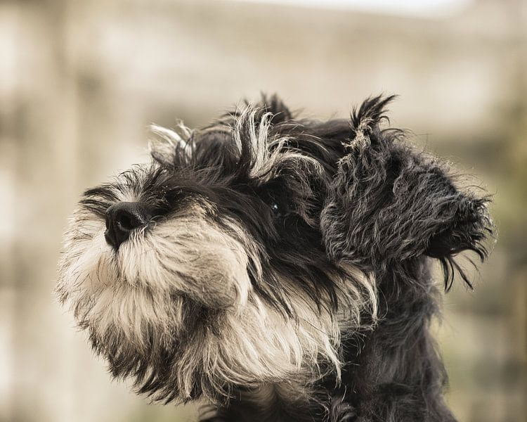 Schnauzer puppy close up and looks to the left by Jolanda de Jong-Jansen