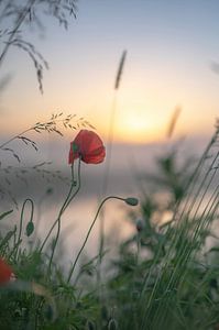 Blumen Teil 154