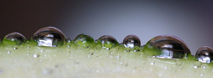 Zucchini by Edzo Boven
