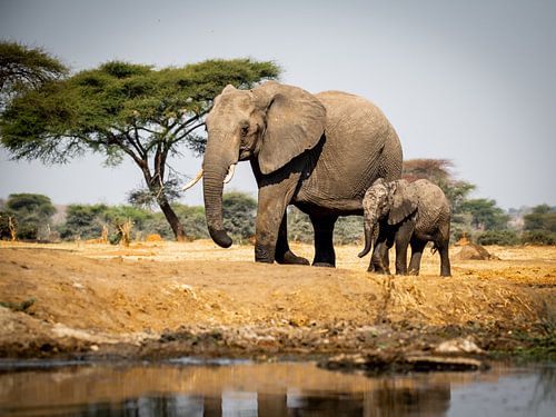 Afrikanische Elefanten an der Wand