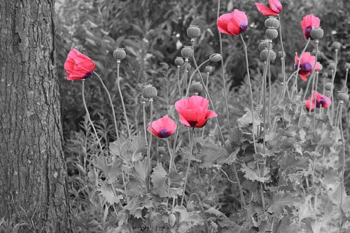 Klaprozen zwart/wit met kleur