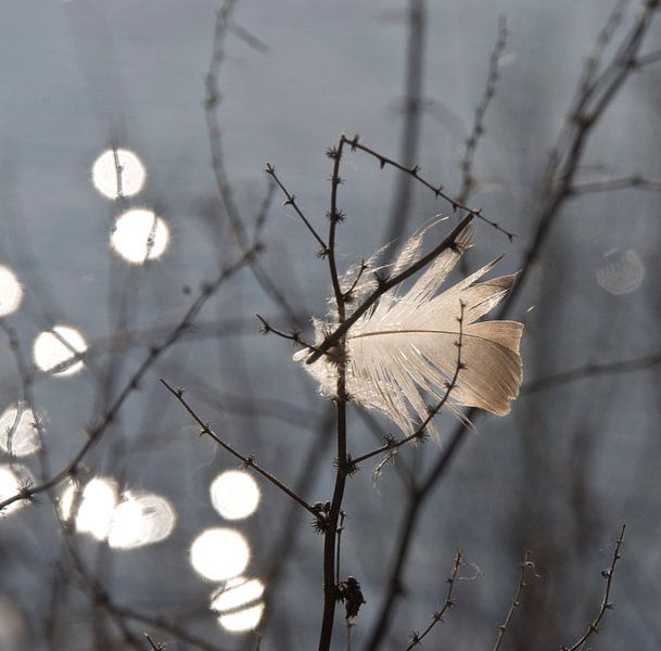 veertje von George Burggraaff