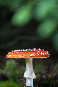 Rood met witte stippen van Sonja de Vlaming