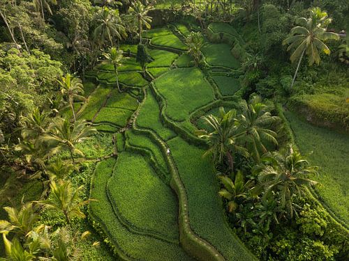 Tegallalang rijstterrassen op Bali van bovenaf