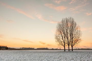 Drie bomen op het veld van Marcel Derweduwen