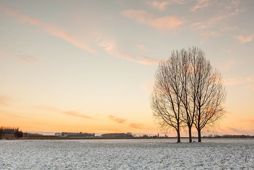 Drei Bäume auf dem Feld von Marcel Derweduwen