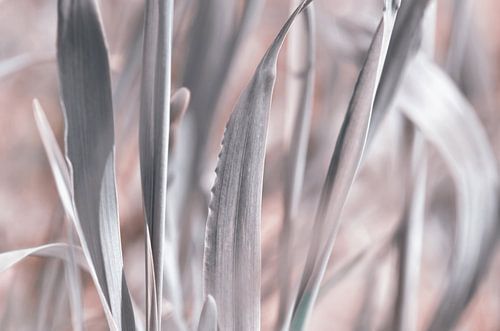 Silver tones in the garden by Violetta Honkisz