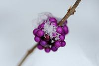 Purple berries in the snow