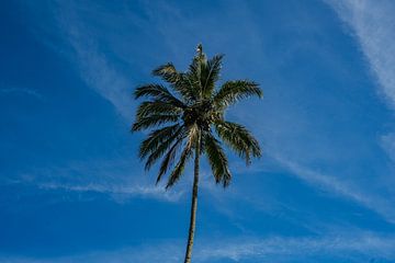 Een mooie palmboom in het tropische paradijs van Bali van Marcus PoD