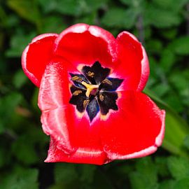 Red tulip with green background by Close_Up_And.....