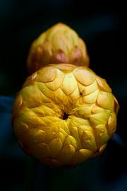 Strohblumen geschlossen von Jenco van Zalk