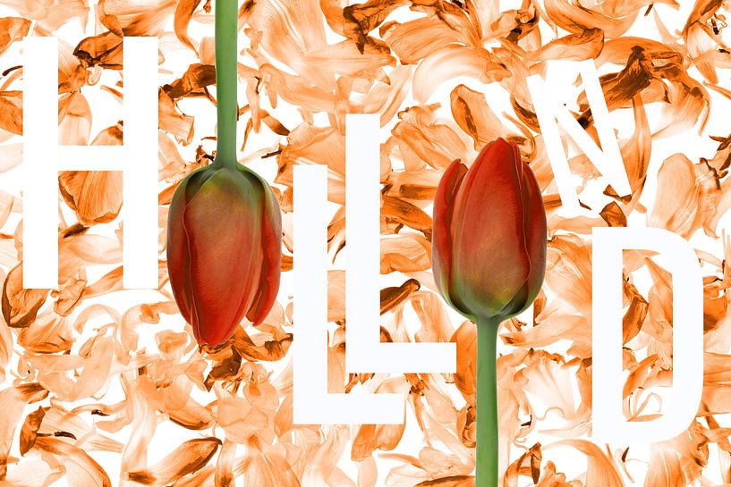 Tulipes...puis vous dites : Hollande par Klaartje Majoor