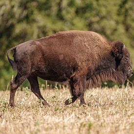 Amerikanische Bisons in Texas. von Jaap van den Berg