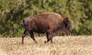 Amerikanische Bisons in Texas. von Jaap van den Berg