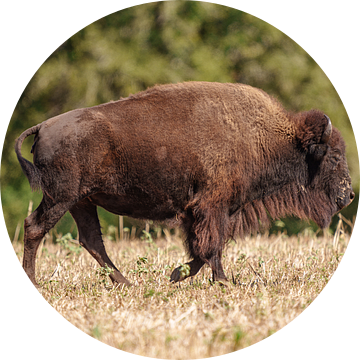 Amerikaanse bizon in Texas. van Jaap van den Berg