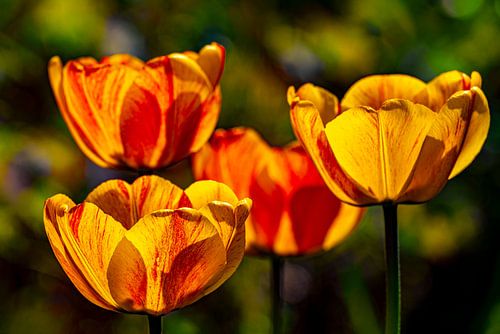 orange Blüten der Tulpe von Dieter Walther