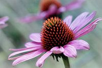 Echinacea Purpurea