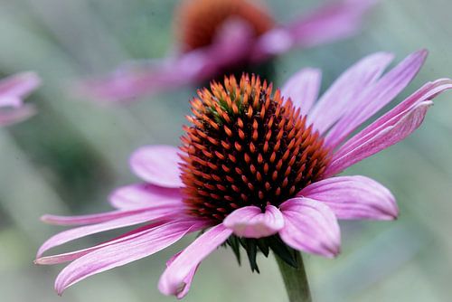 Echinacea Purpurea