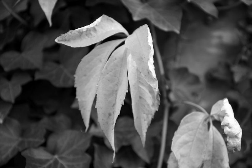 Die Farben des Herbstes in unterschiedlicher Pracht von Bianca Meyering Fotos - BMF