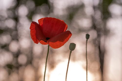 Poppy in the evening light