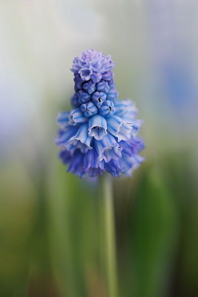 Raisin bleu 'Muscari Azureum' par Dagmar Hijmans