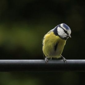 Nachdenkliche Blaumeise von N M foto