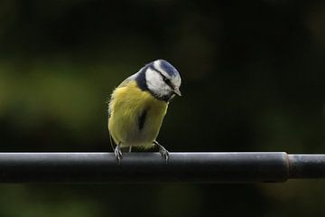 Musing blue tit. by N M foto