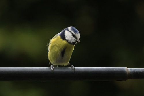Musing blue tit.