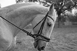 Preparation of the horse before the ride