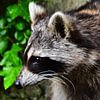 Raccoon by DeVerviers
