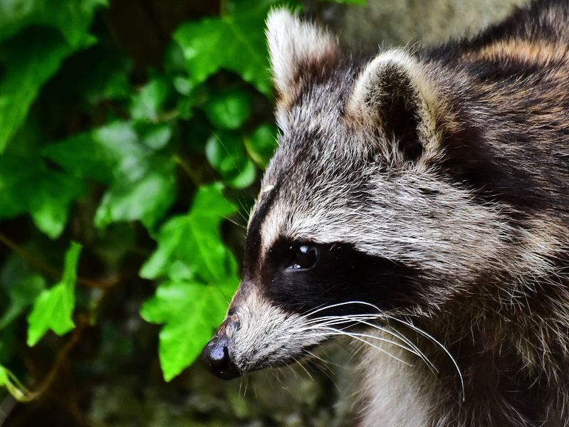 Waschbär von DeVerviersBelgium