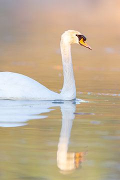 Mute Swan by Dirk Rüter
