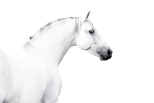 Paard Elegante Eenvoud Profiel