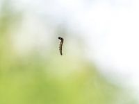 spanrups aan draadje