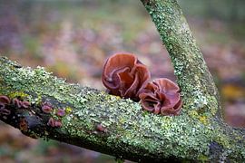 Judasohr, Auricularia auricula-judae im Wald auf einem toten Baumstamm von Heiko Kueverling