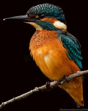 Kingfisher with black background. by Wouter Van der Zwan