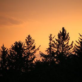 Coniferous trees in the Black Forest at sunset by Jeroen Gutte