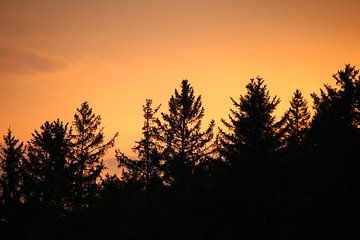 Coniferous trees in the Black Forest at sunset by Jeroen Gutte