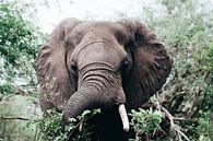 Afrikaanse Olifant in de Bossen van Krugerpark van Thomas Bartelds thumbnail