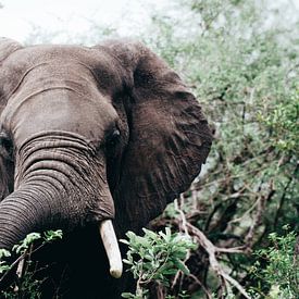 Afrikanischer Elefant in den Wäldern des Krügerparks von Thomas Bartelds