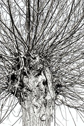 leafless