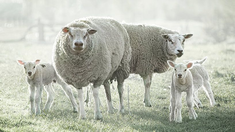 Lambs and sheep in evening light by Willy Sengers