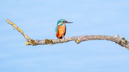 Kingfisher by Kees van den Burg