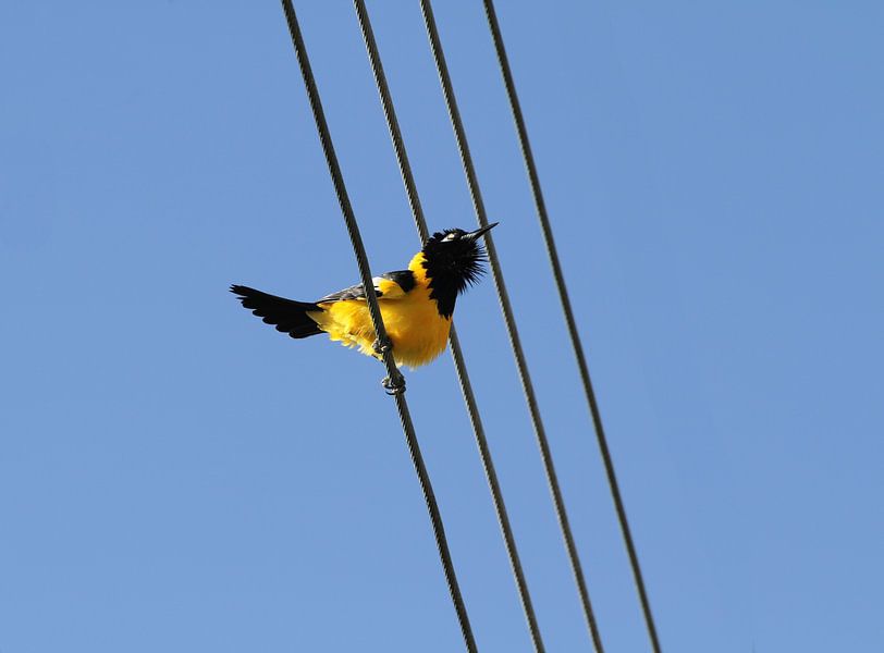 Trupial jaune par rene marcel originals