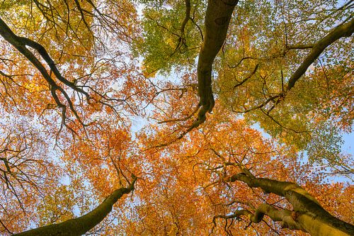 Blik naar boven in een beukenbos tijdens de herfst