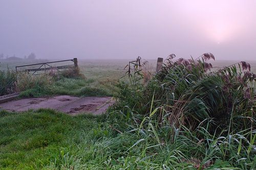 polderlandschap in de mist