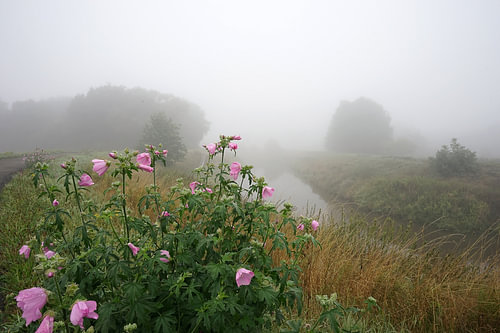 Wildblumen im Nebel